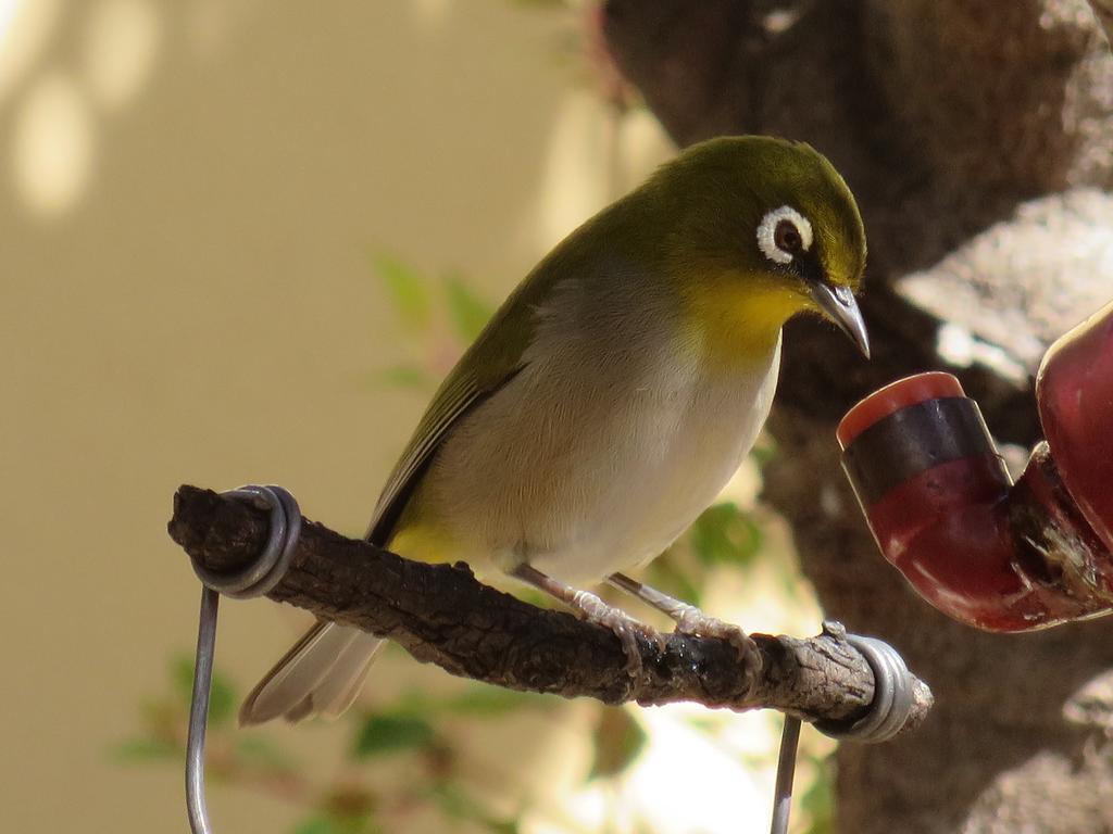נורדהוק Sunbird Cottage חדר תמונה
