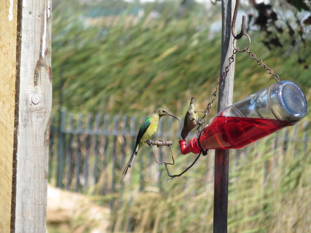 נורדהוק Sunbird Cottage מראה חיצוני תמונה